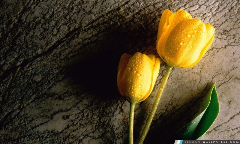 Deux fleur jaune humide, Arrière-plans HD à télécharger