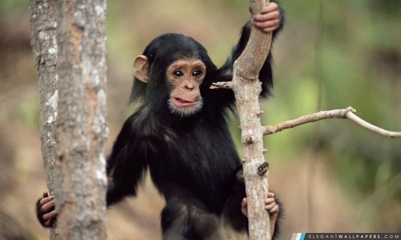 Jeune chimpanzé Escalade parc national de Gombe en Tanzanie, Arrière-plans HD à télécharger