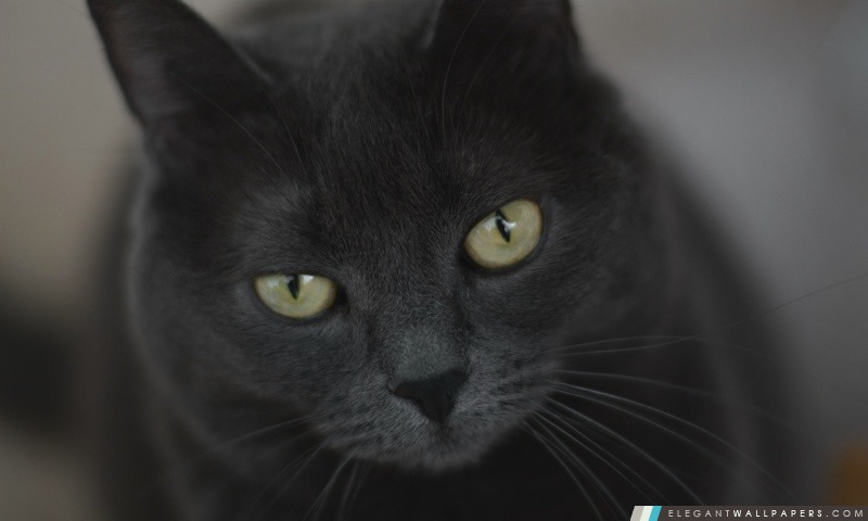 Chat gris avec les yeux verts, Arrière-plans HD à télécharger