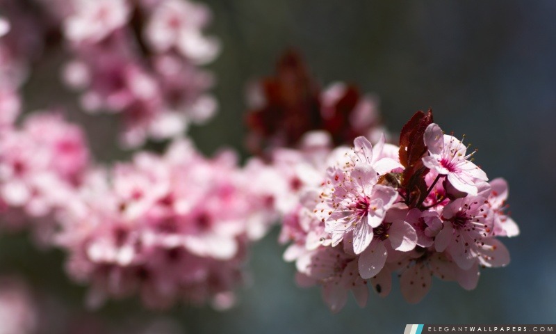 Cherry Pink Plum Blossoms, Arrière-plans HD à télécharger