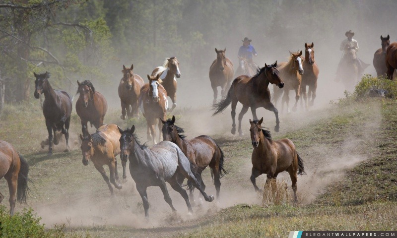 Rassemblement de cheval Montana, Arrière-plans HD à télécharger