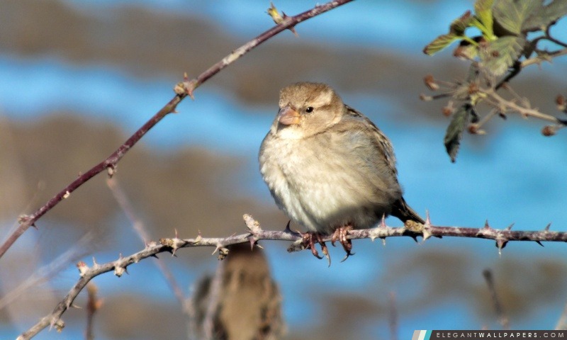 Sparrow oiseaux, Arrière-plans HD à télécharger