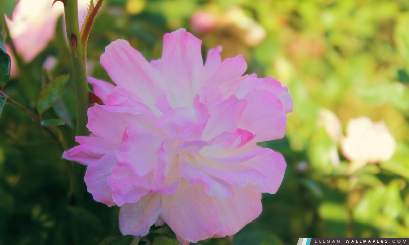 Fleur rose et blanche, Arrière-plans HD à télécharger