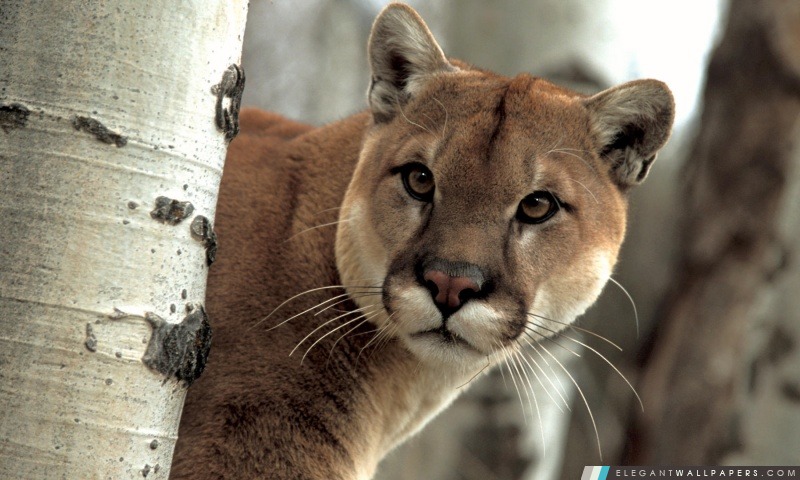 Un vigilant Cougar, Arrière-plans HD à télécharger