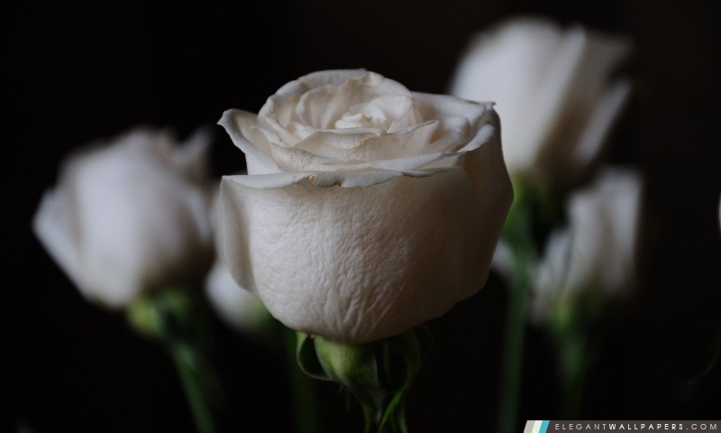 Roses blanches, Arrière-plans HD à télécharger