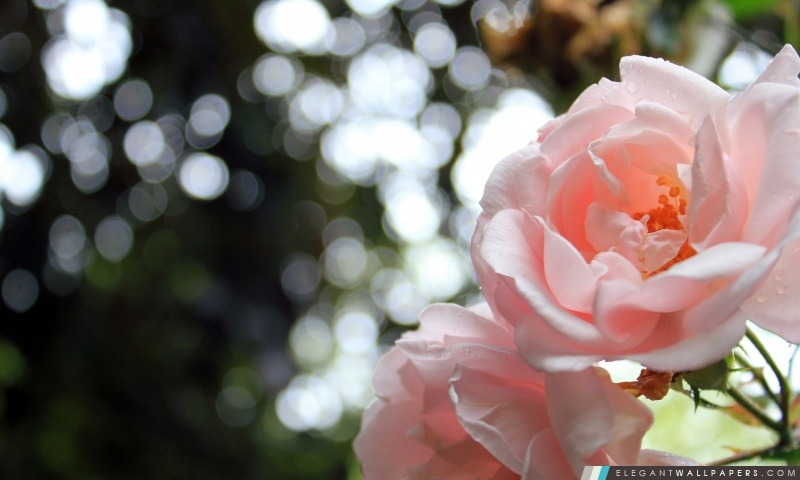 Lumière Roses rose Bokeh, Arrière-plans HD à télécharger