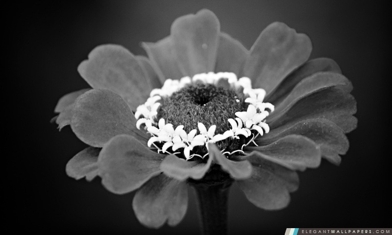 Blanc fleur de la Couronne, Arrière-plans HD à télécharger