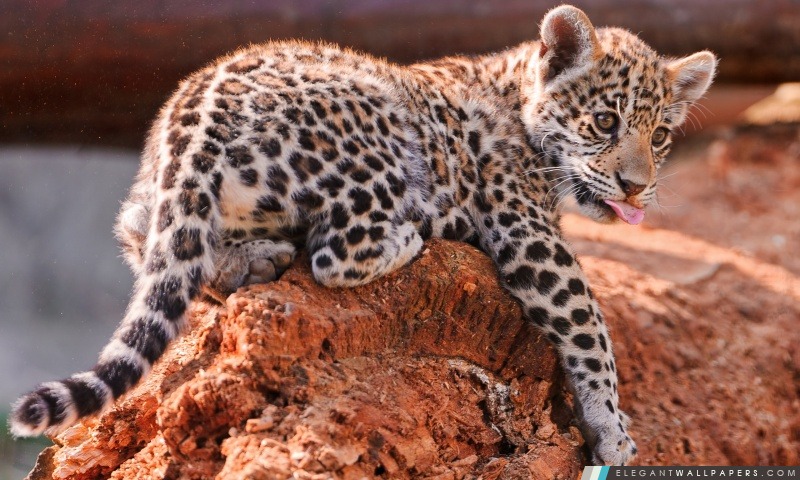 Jaguar CUB, Bratislava Zoo, Arrière-plans HD à télécharger