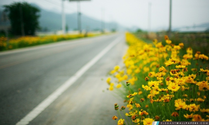 Fleurs jaunes sur la route, Arrière-plans HD à télécharger