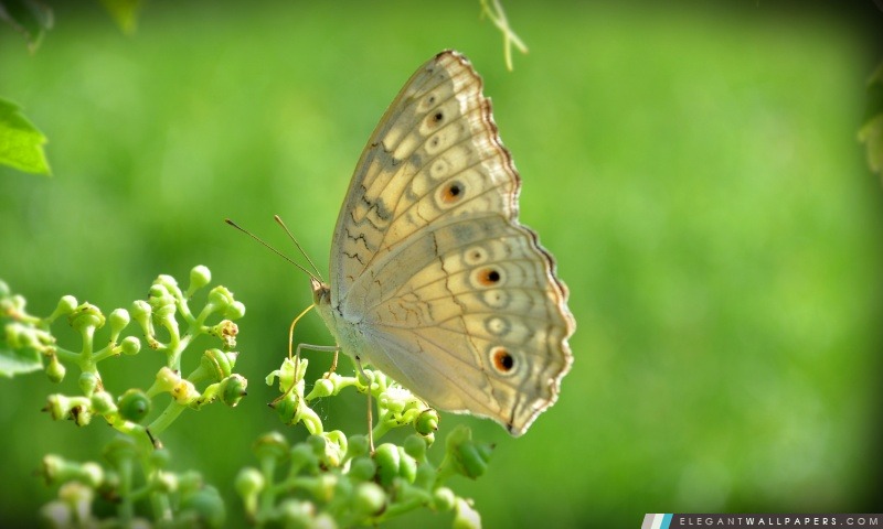 Papillon, Arrière-plans HD à télécharger