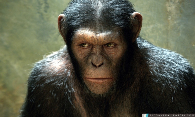 Montée de la planète des singes (2011), Arrière-plans HD à télécharger