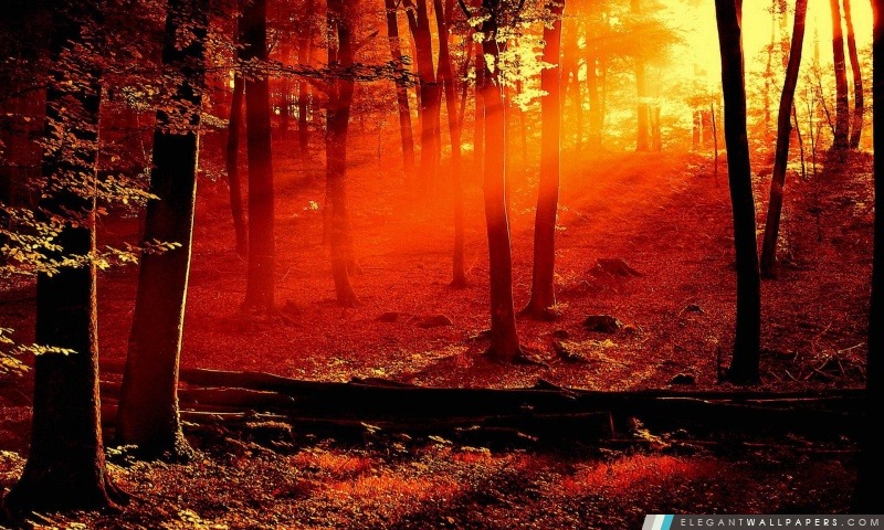Red Light In The Forest, Arrière-plans HD à télécharger
