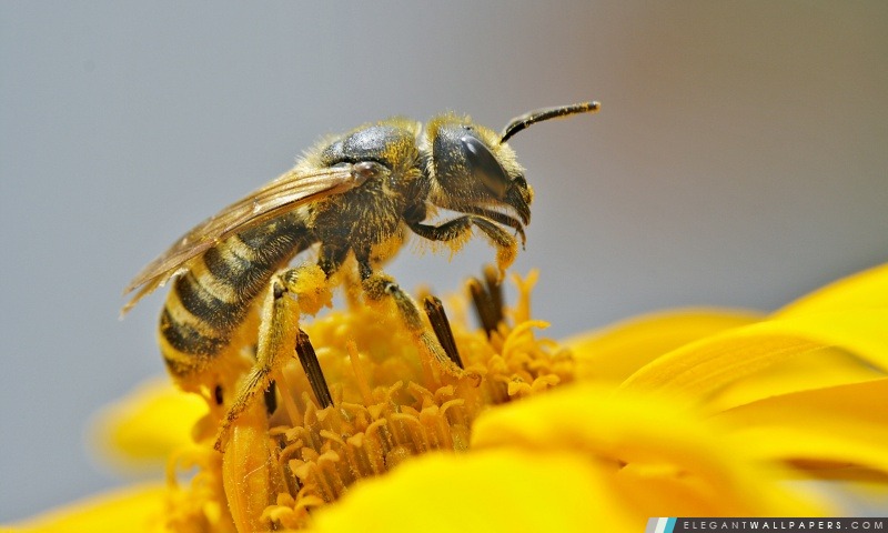 Abeilles pollinisatrices une fleur, Arrière-plans HD à télécharger