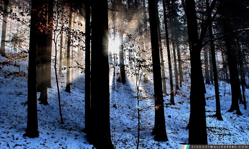 Faisceaux de lumière dans la forêt, hiver, Arrière-plans HD à télécharger