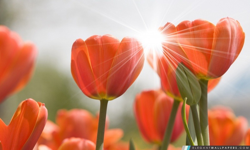 Tulipes oranges, Arrière-plans HD à télécharger
