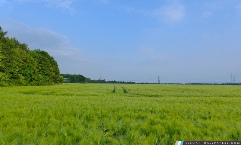 Dans le champ de blé, Arrière-plans HD à télécharger