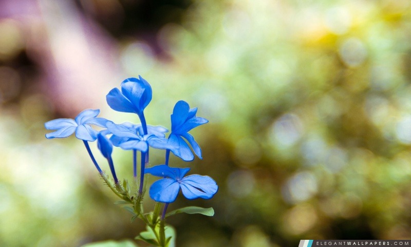Fleur bleue, Arrière-plans HD à télécharger