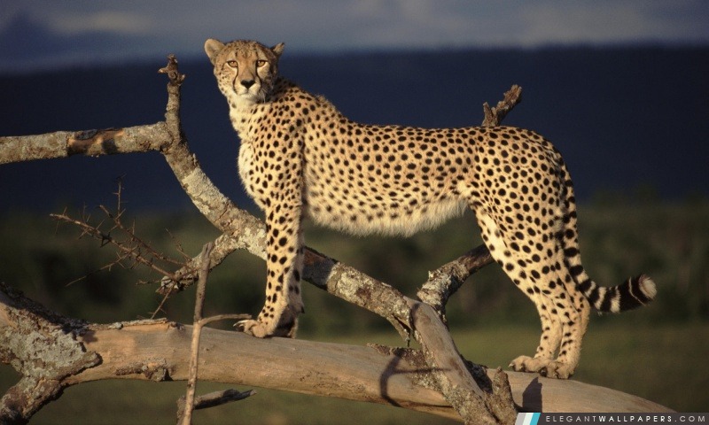Guépard femelle à l'affût Masai Mara au Kenya, Arrière-plans HD à télécharger