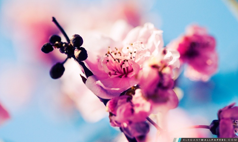 Cherry Blossom Macro, Arrière-plans HD à télécharger