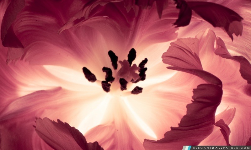Macro tulipe perroquet, Arrière-plans HD à télécharger