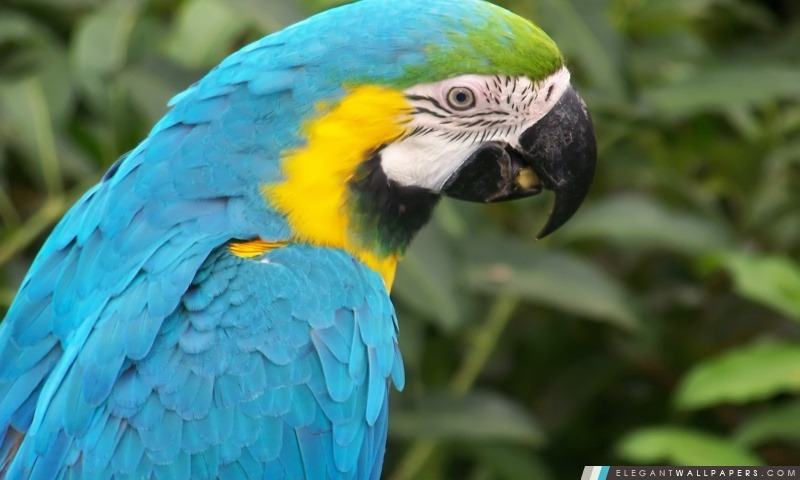 Turquoise Parrot, Arrière-plans HD à télécharger