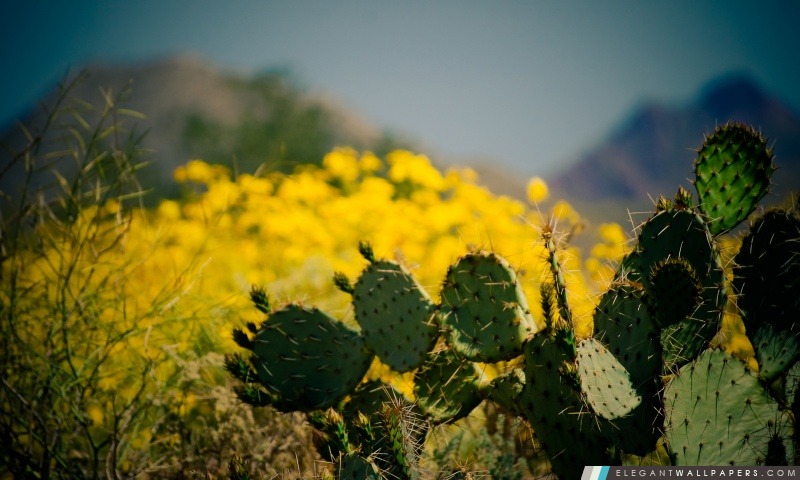 Cactus Taliesin West, Scottsdale, Arizona, Arrière-plans HD à télécharger