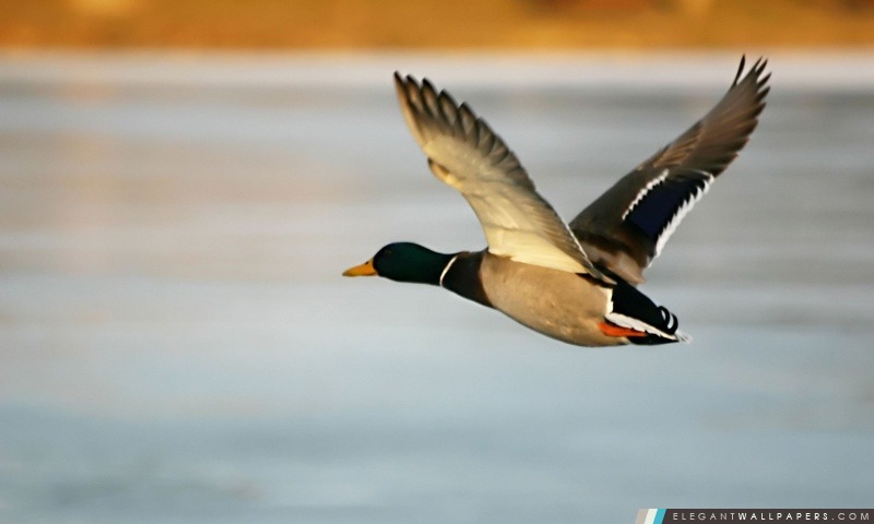 Flying Duck, Arrière-plans HD à télécharger