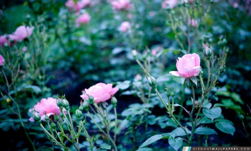 Rose Garden Roses, Arrière-plans HD à télécharger