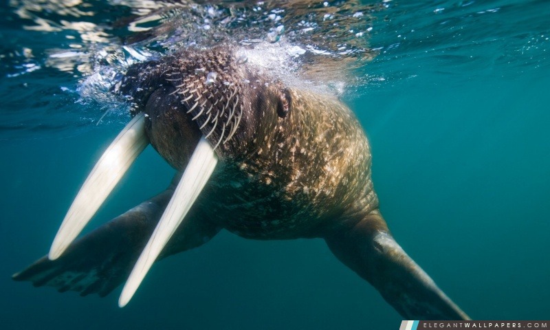 Walrus sous-marine, Arrière-plans HD à télécharger