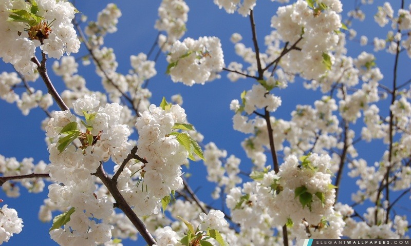 Blanc japonais de fleurs de cerisier, Arrière-plans HD à télécharger