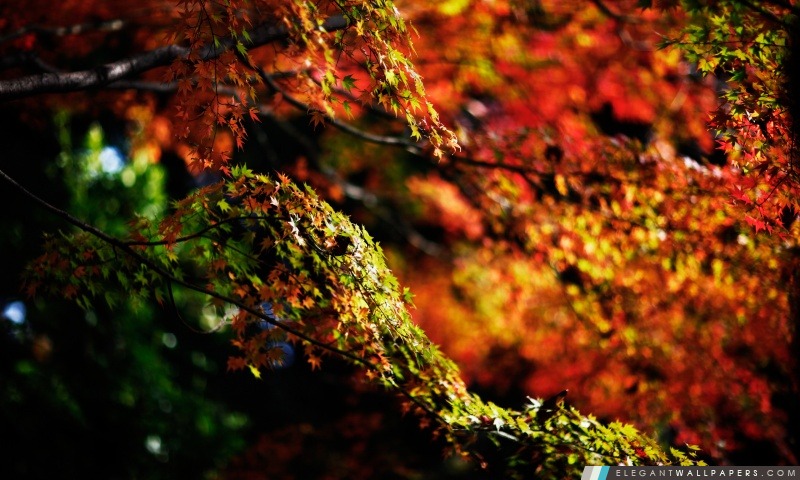 Branches d'automne, Arrière-plans HD à télécharger