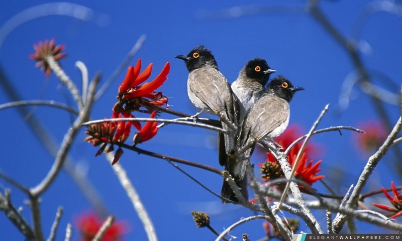 Trois oiseaux Parc National d'Etosha en Namibie, Arrière-plans HD à télécharger