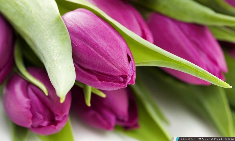Violet Tulipes, Arrière-plans HD à télécharger