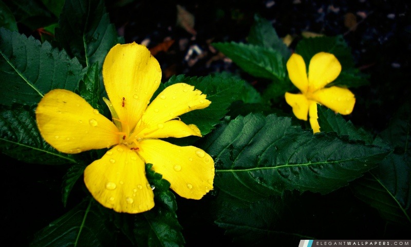 Fleurs jaunes, Arrière-plans HD à télécharger
