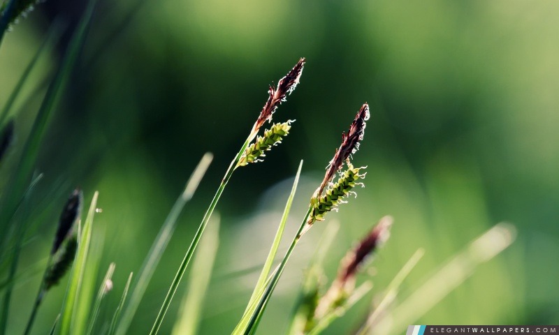 Oreilles d'herbe Macro, Arrière-plans HD à télécharger