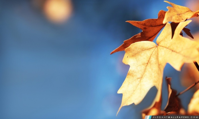 Feuillage d'automne contre le ciel bleu, Arrière-plans HD à télécharger