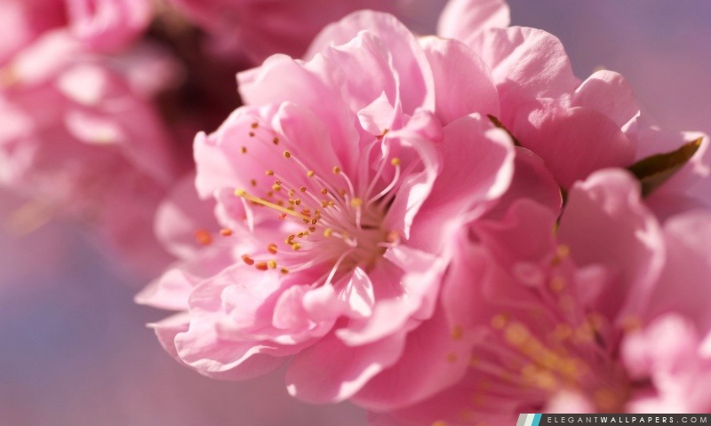 Plum Blossom Macro, Arrière-plans HD à télécharger
