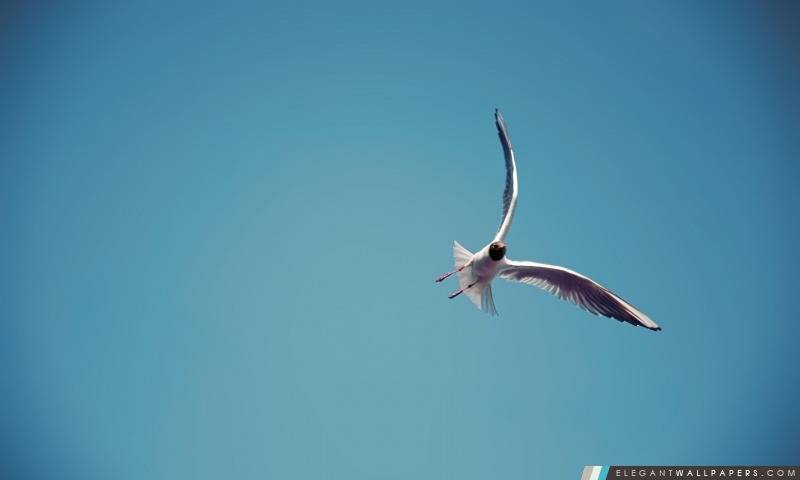 Seagull vol, Arrière-plans HD à télécharger