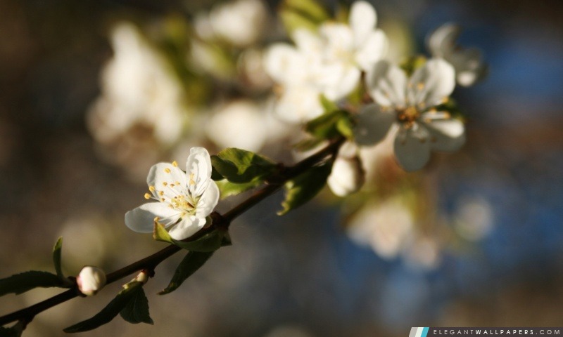 Fleurs de cerisier blanc Macro, Arrière-plans HD à télécharger