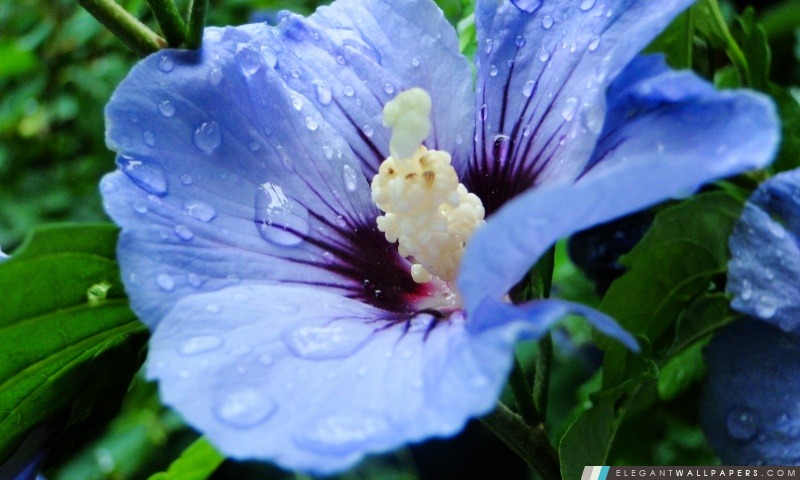 Fleur bleue avec gouttes, Arrière-plans HD à télécharger