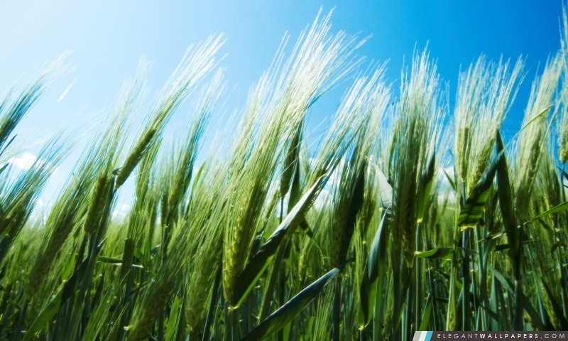 Champ de blé vert contre un ciel bleu clair, Arrière-plans HD à télécharger