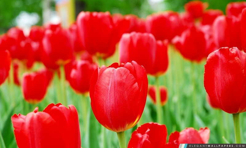 Tulipes, Arrière-plans HD à télécharger