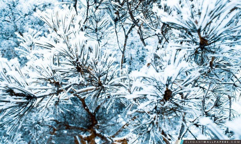 Plan rapproché de pins couverts de neige, Arrière-plans HD à télécharger