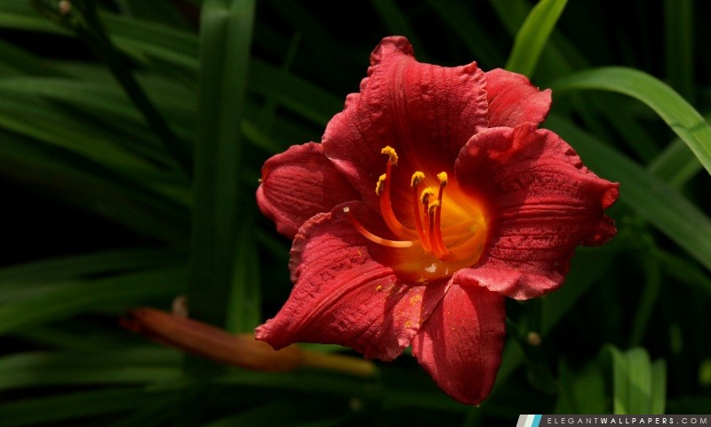 Fleur rouge, Arrière-plans HD à télécharger