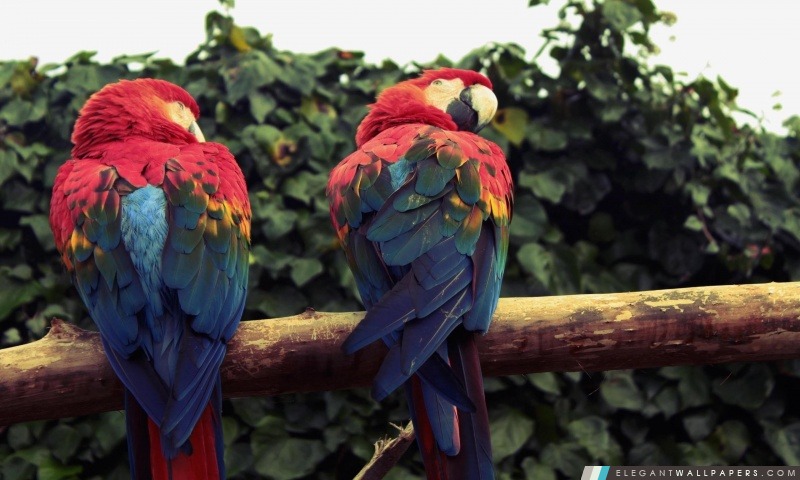 Scarlet Macaw perroquets, Arrière-plans HD à télécharger