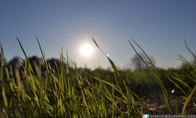 Dans l'herbe Day Light, Arrière-plans HD à télécharger