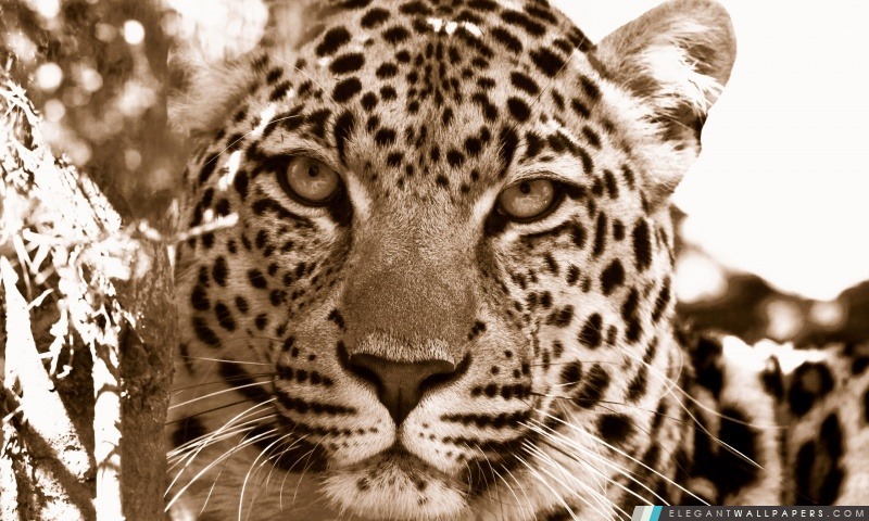Leopard sépia, Arrière-plans HD à télécharger