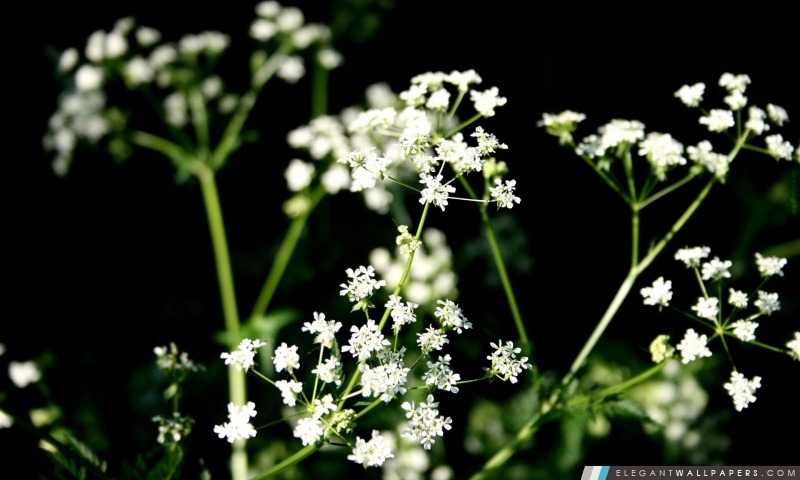 Blanc Fleurs sauvages Photographie, Arrière-plans HD à télécharger