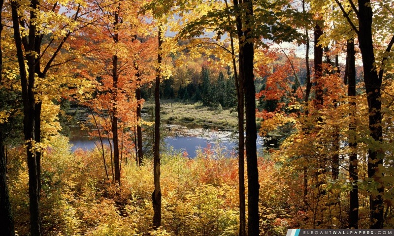 Lac Fortune, parc de la Gatineau, Québec, Canada, Arrière-plans HD à télécharger