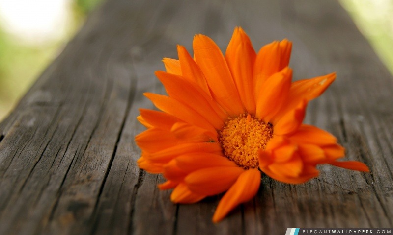 Belle fleur d'oranger, Arrière-plans HD à télécharger